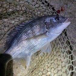 淀川ブリームゲーム