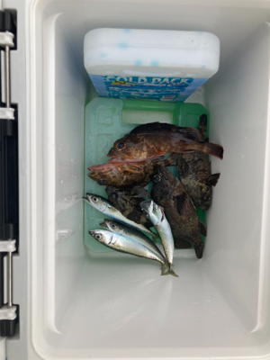 ガシラ、小サバ多数