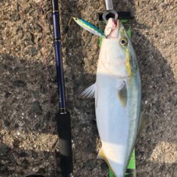 ブリを求めて三千里