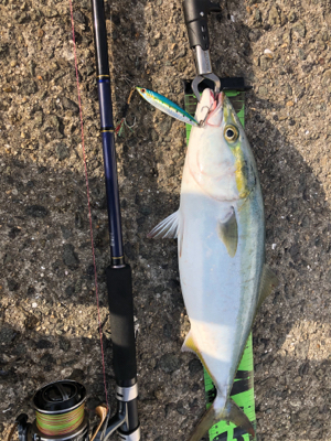 ブリを求めて三千里