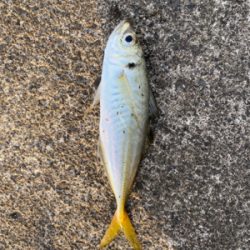 エギングからのアジング