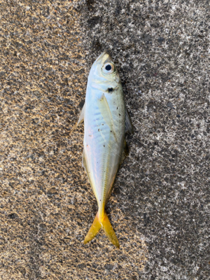 エギングからのアジング