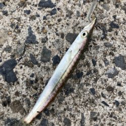 35センチのカマスが爆釣！！