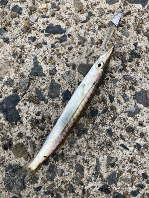 35センチのカマスが爆釣！！