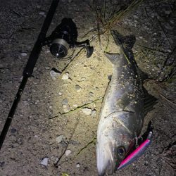 シーバスの聖地?