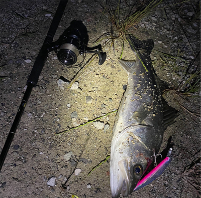 シーバスの聖地？