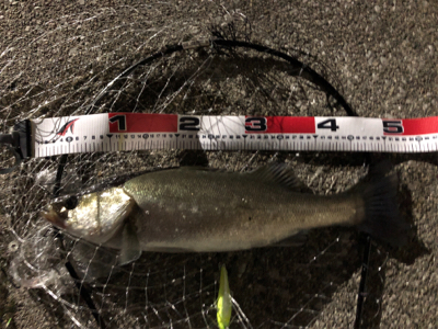 夜のナイスファイター