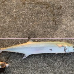 メーターサワラ、ブリ