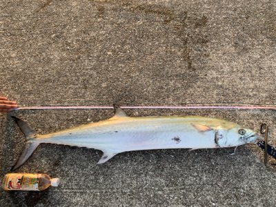 メーターサワラ、ブリ