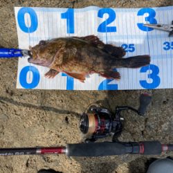 ガシラ自己記録更新尺over30.5cm