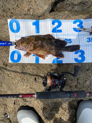 ガシラ自己記録更新尺over30.5cm