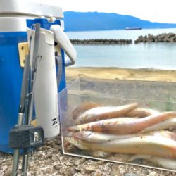 ちょい投げキス釣りシーズン