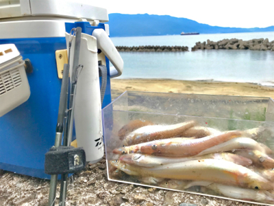 ちょい投げキス釣りシーズン