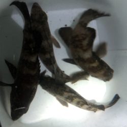 メバリングでダイエット