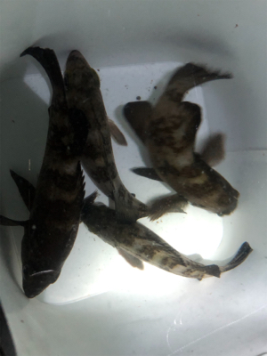 メバリングでダイエット