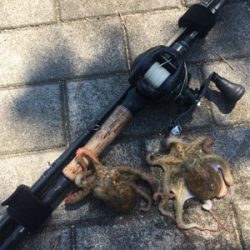 新子マダコ低活性、中々と手強い今朝。。