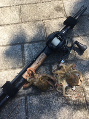 新子マダコ低活性、中々と手強い今朝。。