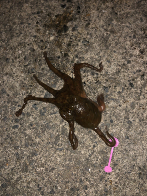 今年初のタコちゃん