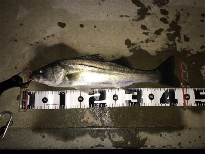 サイズが伸びない(>_<)