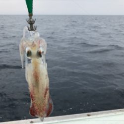 昼から夜のイカまで