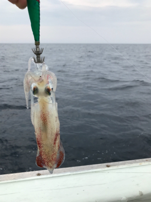 昼から夜のイカまで