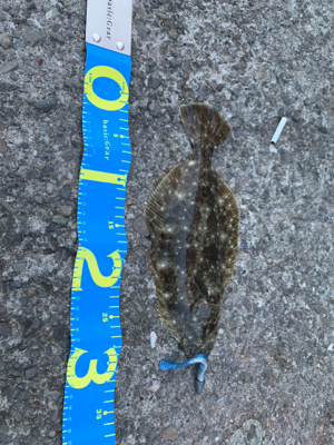 デイライトゲーム