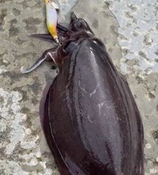 ランガンエギング