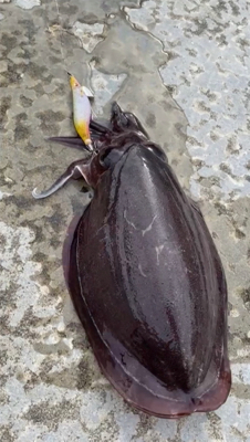 ランガンエギング