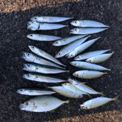 豆アジ、豆サバ