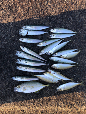 豆アジ、豆サバ