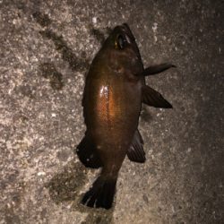 ヘッドライトなしでのメバリング