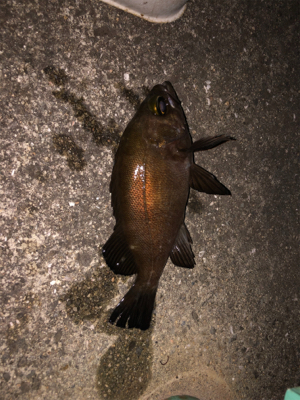 ヘッドライトなしでのメバリング