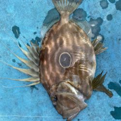 初　まとうだい