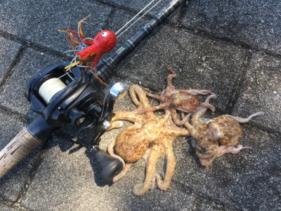 朝イチは豆サバだらけ。タコは成長途上中。。…