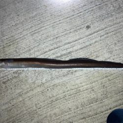 まさかのアナゴ！