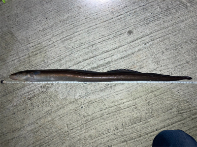 まさかのアナゴ！