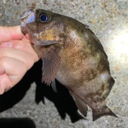 アジも釣れました