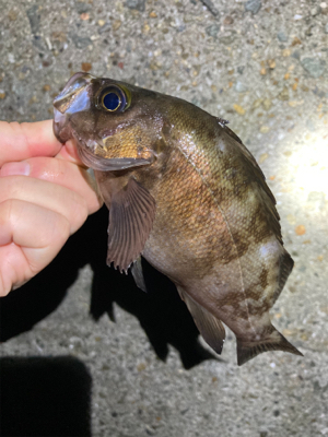 アジも釣れました