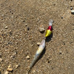 ハゼクラデビュー