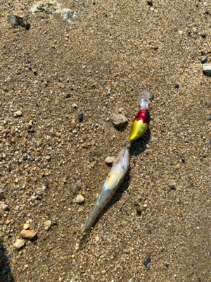 ハゼクラデビュー