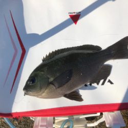 グレフカセ釣り