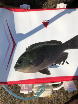 グレフカセ釣り