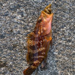 夕まずめのアジング