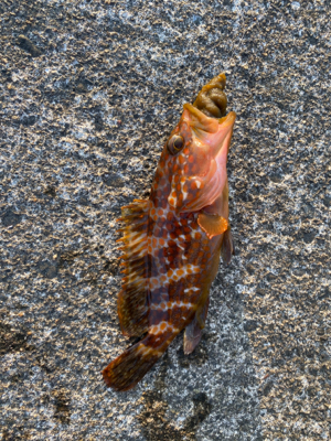 夕まずめのアジング