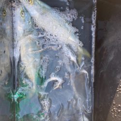 なかなかの強風で