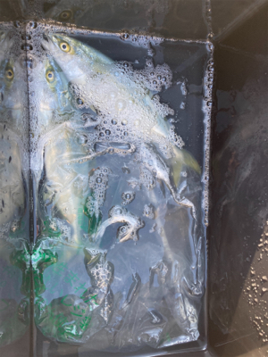 なかなかの強風で