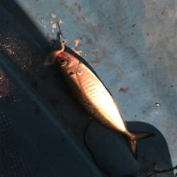 バチコンアジング