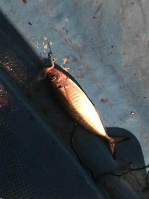 バチコンアジング