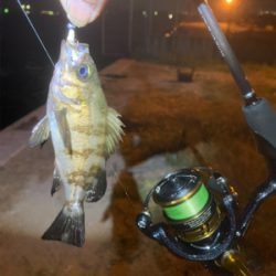 メバルでリベンジ！