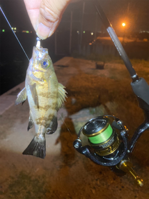 メバルでリベンジ！